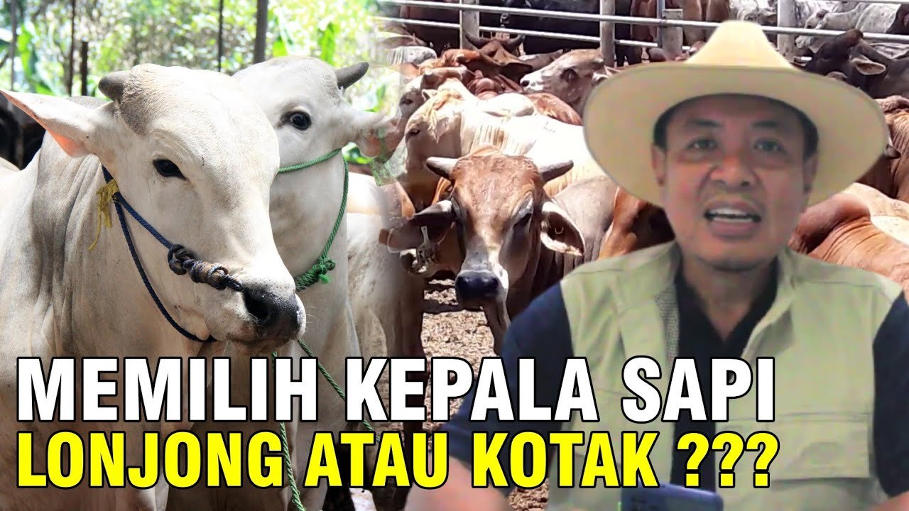 
                                 Cara-Memilih-Kepala-Sapi-Lebih-Baik-Kotak-Atau-Lonjong